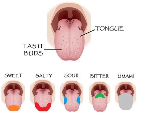 Hypogeusia definition, causes, symptoms, diagnosis, treatment & prognosis