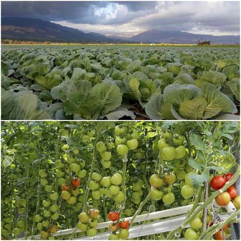 Vegetable Farming Business Plan for High Yield and Profits | Agri Farming