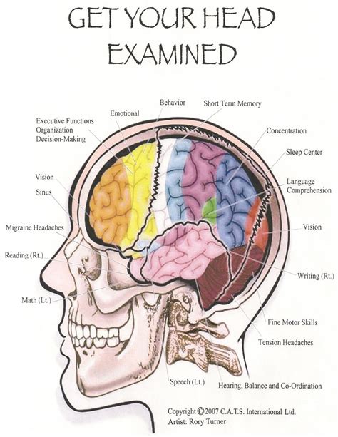 Cranial Adjusting