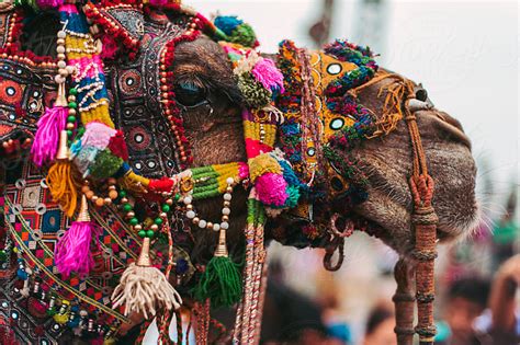 Camel decorated in traditional Rajasthan style by Alexander Grabchilev ...