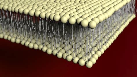 Lipid Bilayer - Definition, Function and Structure | Biology Dictionary