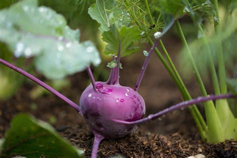 Growing Kohlrabi: Planting & Care Tips | Kellogg Garden Organics™