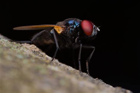 Insect Macro Wallpaper - Resolution:4037x2691 - ID:1094171 - wallha.com