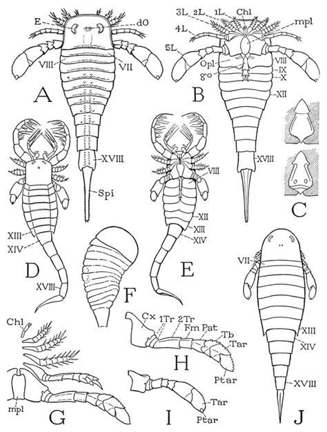 A TEXTBOOK OF ARTHROPOD ANATOMY