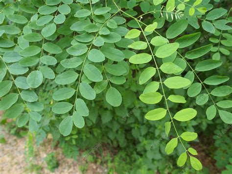 Premium Photo | Acacia tree leaves