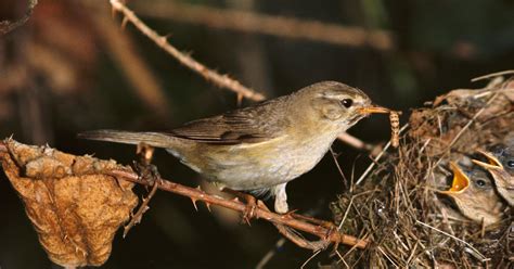 Why Do Birds Sing in the Morning? Here's What to Know