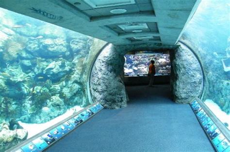 Aquarium of the Pacific, Long Beach, CA - California Beaches