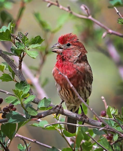 The common House Finch... — GEOPHOTOSCAPES