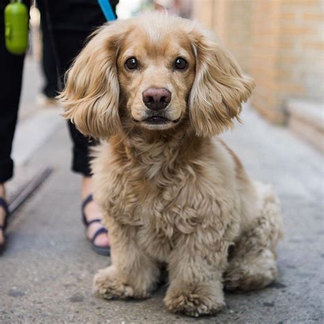 Dachshund Poodle Mix for Adoption