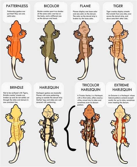 Here are the different Crested Gecko morphs. : r/reptiles