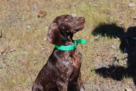 How To Train A Weimaraner: 13 Expert Tips | Hepper