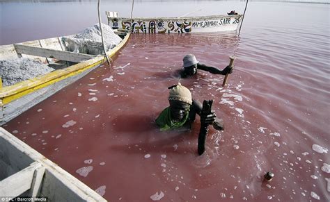 Lake Retba,(Lac Rose) , High levels of salt , Senegal, west Africa ...