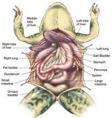 Frog Dissection - Hazelbrook Middle School