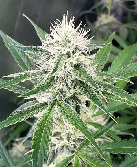 What makes buds, a male or a female cannabis plant? | Grow Weed Easy