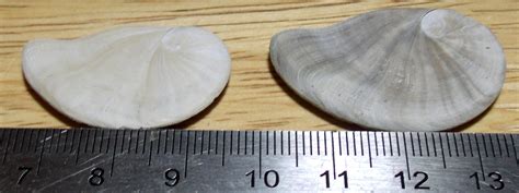 Nautiloid Shaped Operculum? - Fossil ID - The Fossil Forum