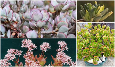 15 Types Of Jade Plants That Are Suitable For Indoor Spaces