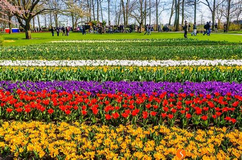 Keukenhof, the tulip garden close to Amsterdam | Travel to Holland