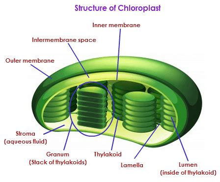 Science Plants Parts and Photosynthesis Flashcards | Quizlet