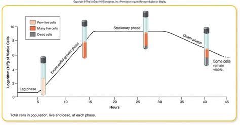 Bacterial Growth Curve Protocol