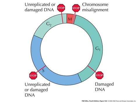 Glossomics: Cell cycle checkpoints