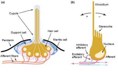 Lateral Line System in Fish: Structure and Function