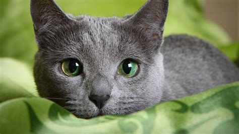 5 facts about the Russian Blue - the aristocrat among cats (PHOTOS ...