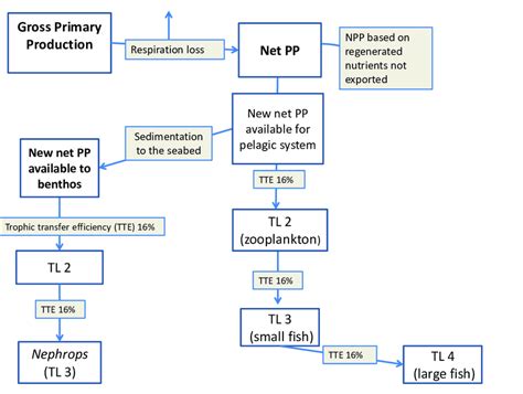 Flow diagram of a simple energy budget from primary production to ...