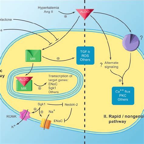 Aldosterone Potassium