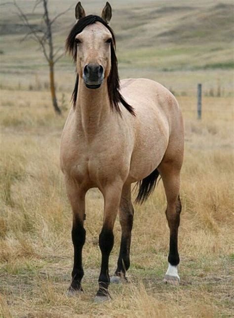 Beautiful buckskin mustang. . . . for all horse lovers out there follow ...