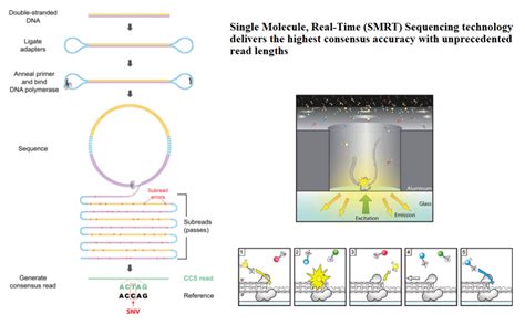 DNA/RNA sequencing -PacBio Sequencer