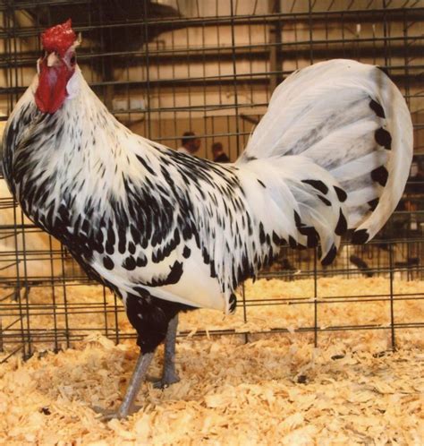 Silver Spangled Hamburg Chicken - Chicks for Sale | Cackle Hatchery®