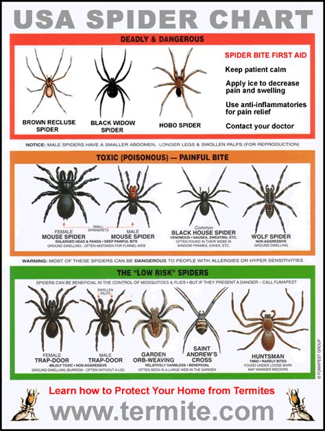 Usa Spider Identification