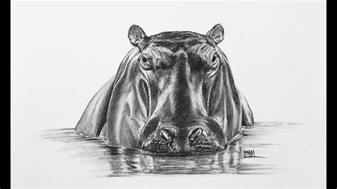 DRAWING the Hippopotamus - YouTube