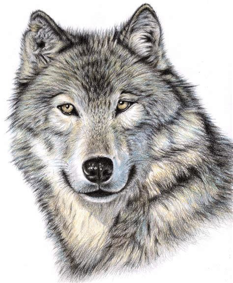 Free Wolves Drawings, Download Free Wolves Drawings png images, Free ...