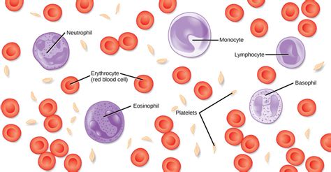 Structure and Function of Blood | Biology for Majors II