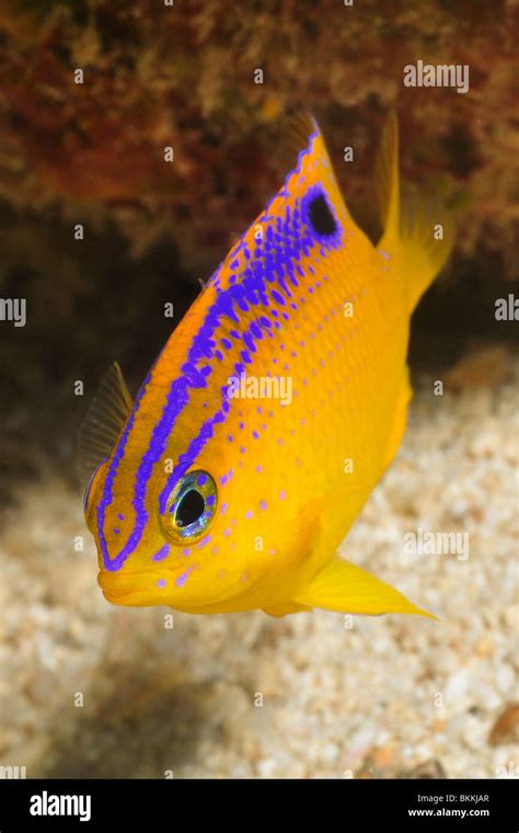 Longfin damselfish hi-res stock photography and images - Alamy