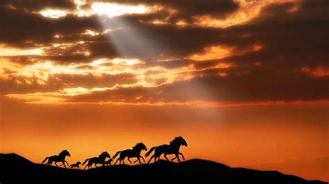 Belos Wallpapers De Paisagem - Wild Horses Running Sunset - 1920x1200 ...