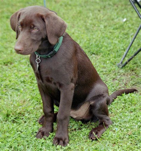 Labrador Retriever Dog Breed » Information, Pictures, & More