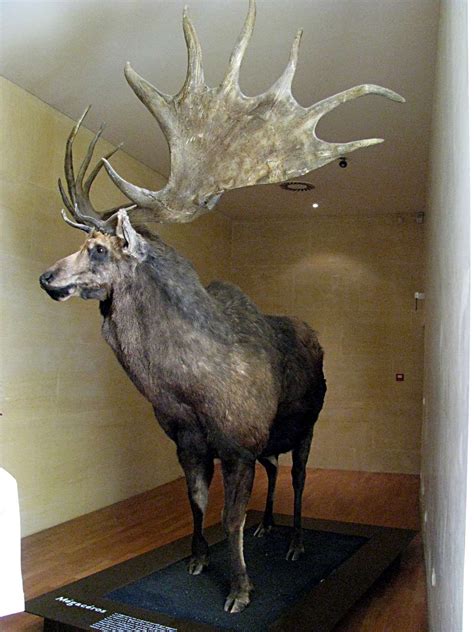 Irish Elk (Megaloceros giganteus) The latest known remains of the ...