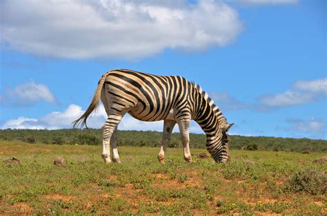 Addo Elephant National Park | Necessary Indulgences