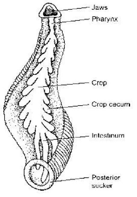 Digestive system of Leech(17) | Download Scientific Diagram