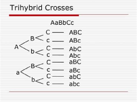 TRIHYBRID CROSS A trihybrid cross is between two