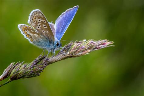 Plants and Tips To Attract Butterflies to Your Garden - Newsweek