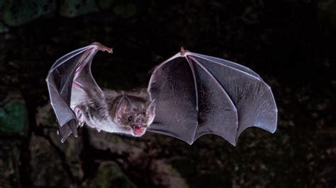 Lost genes may help explain how vampire bats survive on blood alone ...