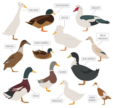 Rare Duck Breeds - 15 Ducks That'll Make You Quack In Awe 🦆