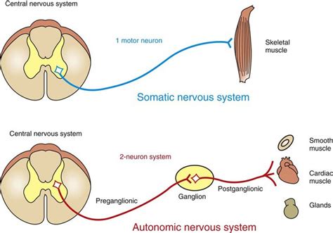 Somatic and autonomic nervous system. The Autonomic Nervous System ...