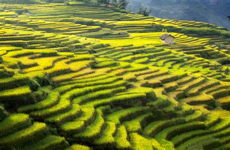 10 Best Rice Fields, Rice Terraces, Rice Paddies In Vietnam (with photos)