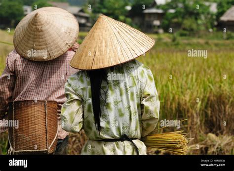 Vietnam - Harvesting rice Stock Photo - Alamy