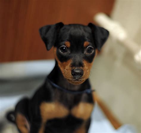 Miniature Pinscher for Sale, Miniature Pinscher Puppy for Sale | Dav ...