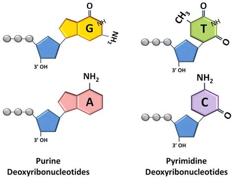 [DIAGRAM] Label The Diagrams Of Dna Nucleotides And Bases - MYDIAGRAM ...